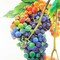 Colorful Bunch of Grapes Poster Print by Atelier B Art Studio - Item # VARPDXBEGGAS68